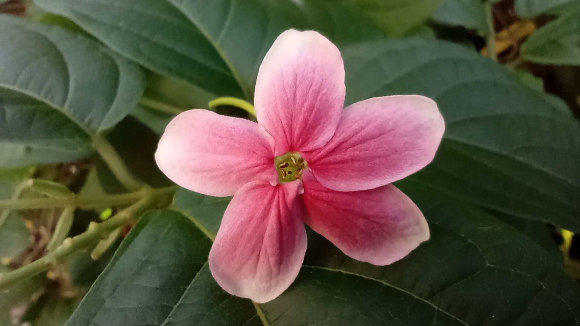 Foto feita com a lente macro do LG K52 (Foto: Aline Batista/Zoom)