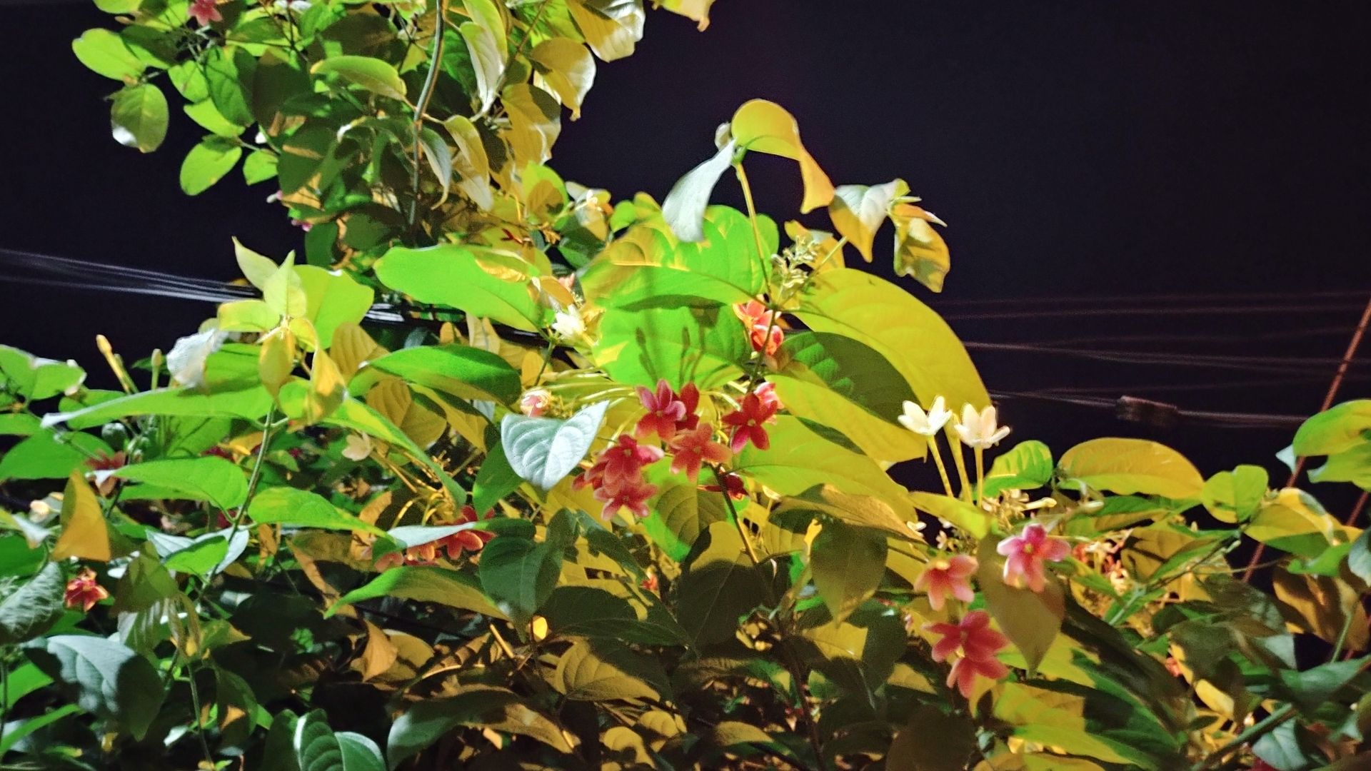 Foto tirada de uma planta tirada de noite, com a câmera principal e modo noturno