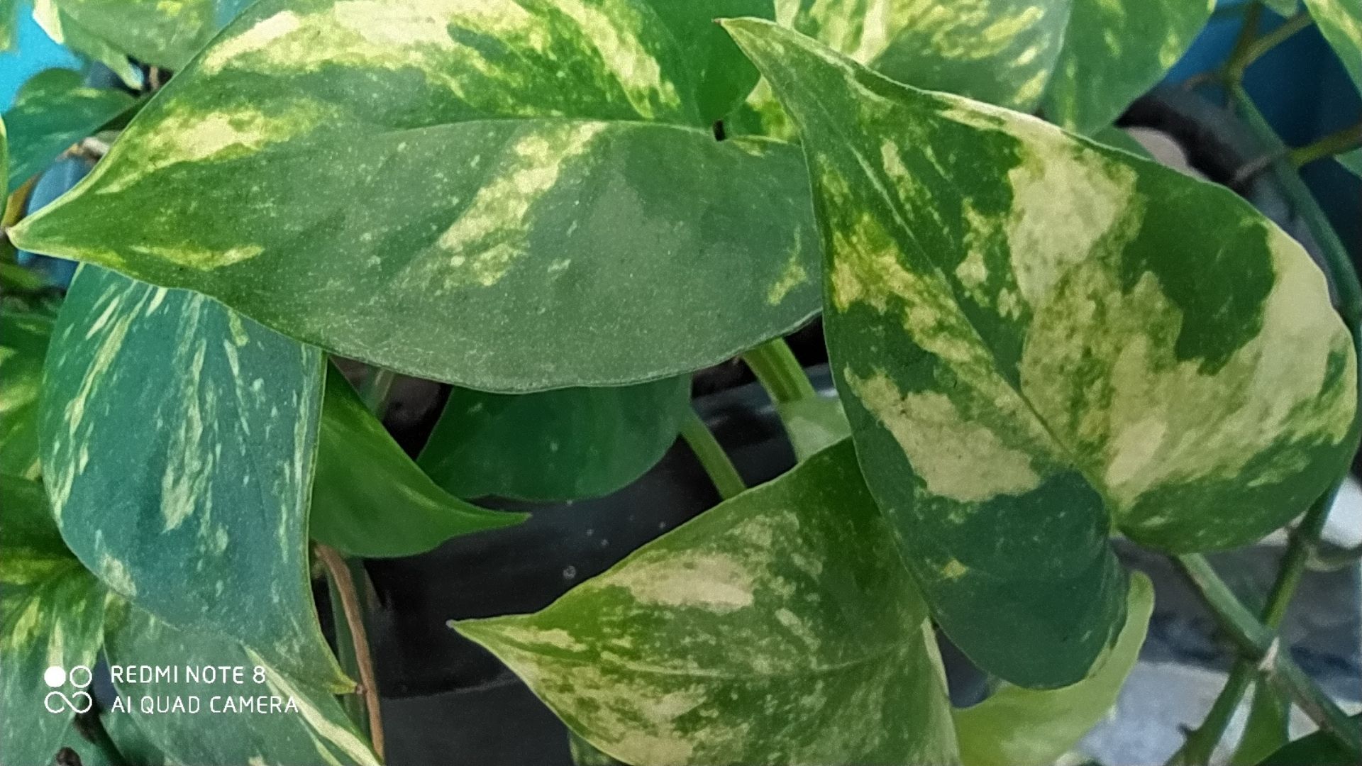 Foto tirada com a lente macro do Redmi Note 8 (Foto: Aline Batista/Zoom)
